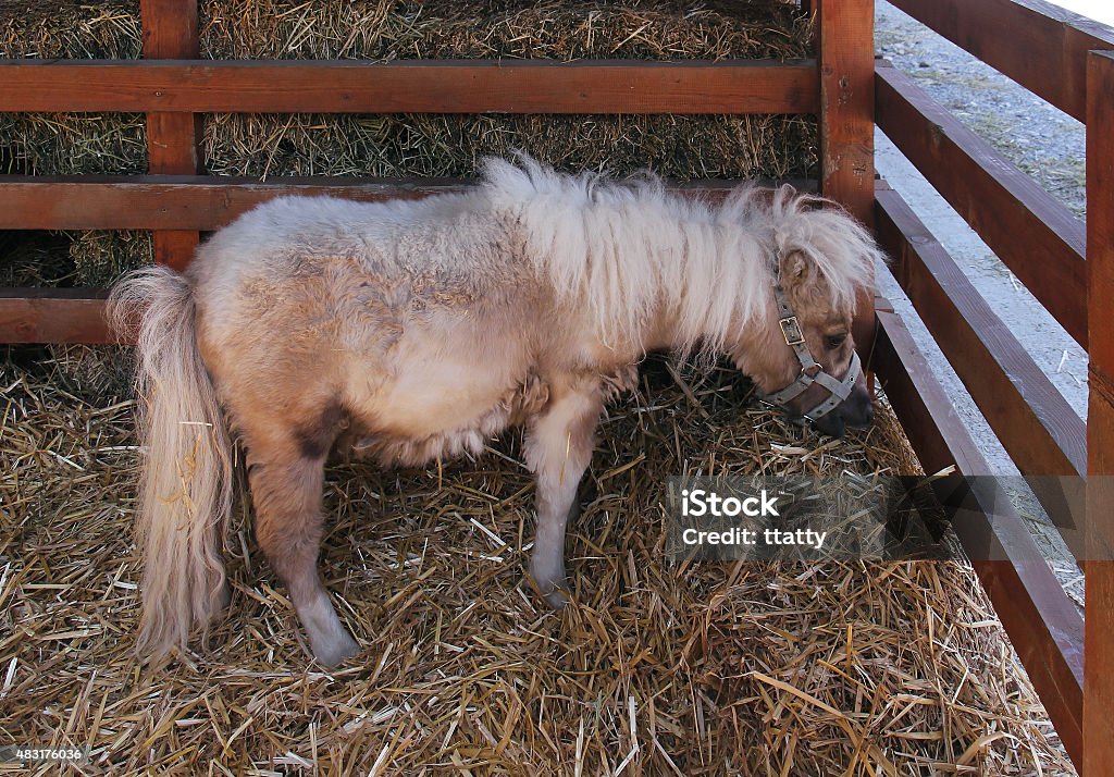 Pony horse Miniature pony horse inside stable next to stack of hay 2015 Stock Photo