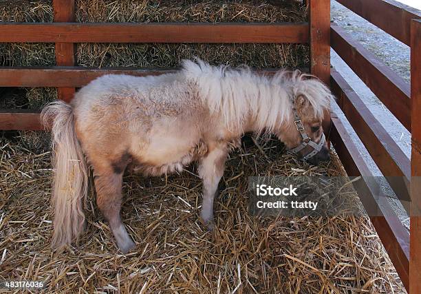 Pony Horse Stock Photo - Download Image Now - 2015, Animal, Animal Hair