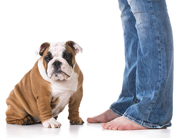 istock woman and her dog 483176454