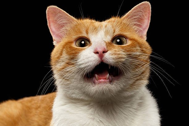 istock Closeup Meowing Ginger Cat on Black 483176922