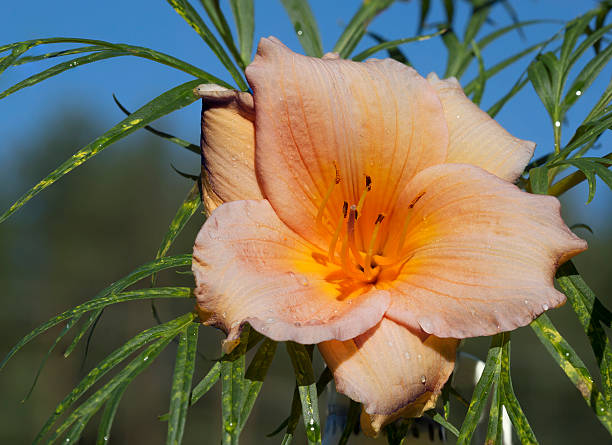 Day lilies salmon color Day lilies - a symbol of inspiration. It is also a symbol of respect to her. long stamened stock pictures, royalty-free photos & images