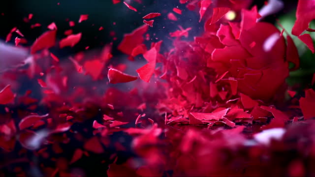 SLO MO Frozen red rose blossom shattering on black surface