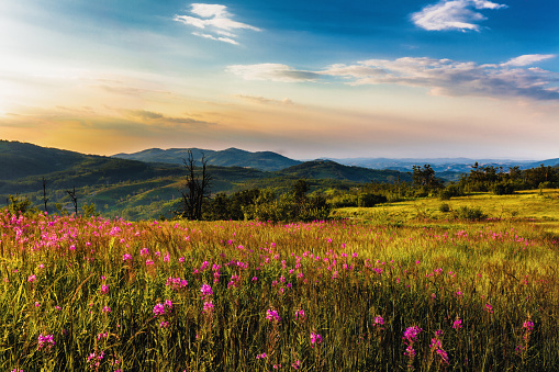 Rural scene of a thyme flower field in front of a forest covered mountain range with the sunset in the background.