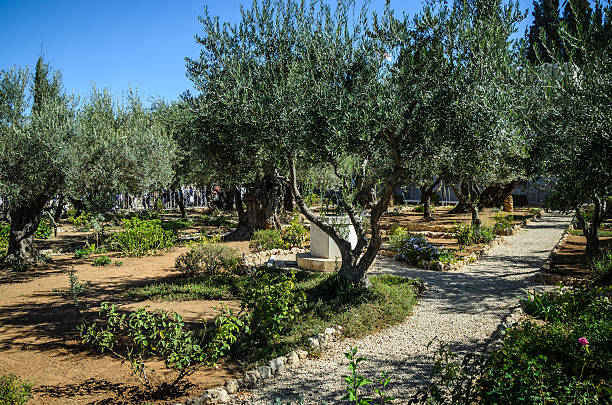 Garden of gethsemane Garden of gethsemane, Mount of Olives, Israel garden of gethsemane stock pictures, royalty-free photos & images