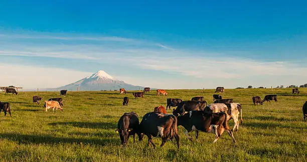 Cows grazing at the foot of Mount taranaki New Zealand