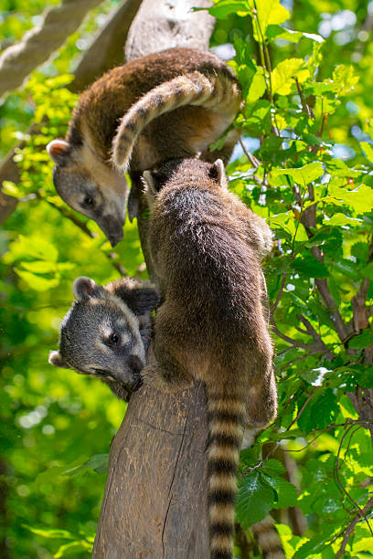 istock South American coati (Nasua nasua) baby 483179130