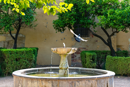 Patio with fountain and birds