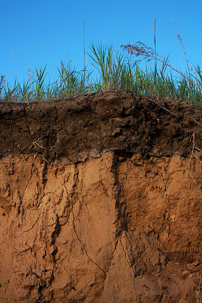 istock cross-section of the soil 483179384