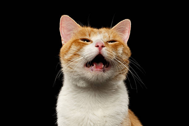 istock Closeup Meowing Ginger Cat on Black 483179646