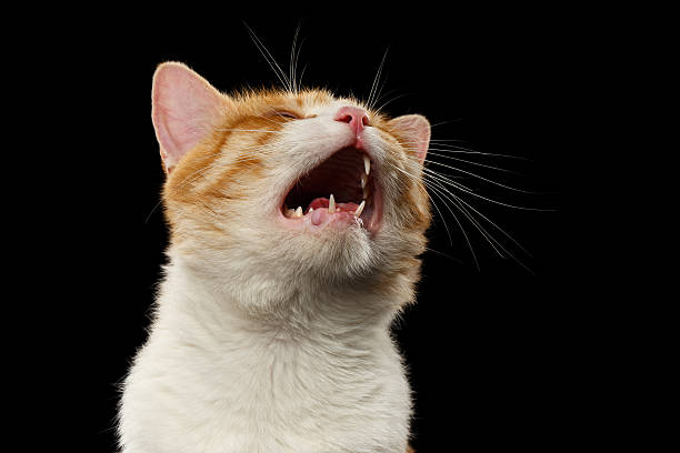 istock Closeup Meowing Ginger Cat on Black 483179694