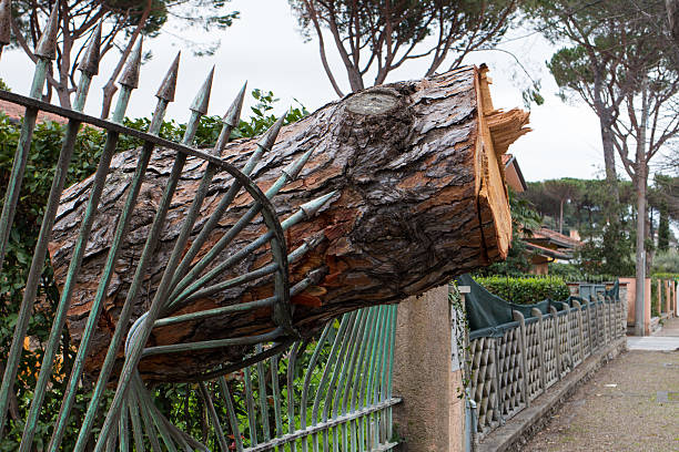 tronco de árvore pinho falled no parapeito após windstorm - cyclone fence imagens e fotografias de stock
