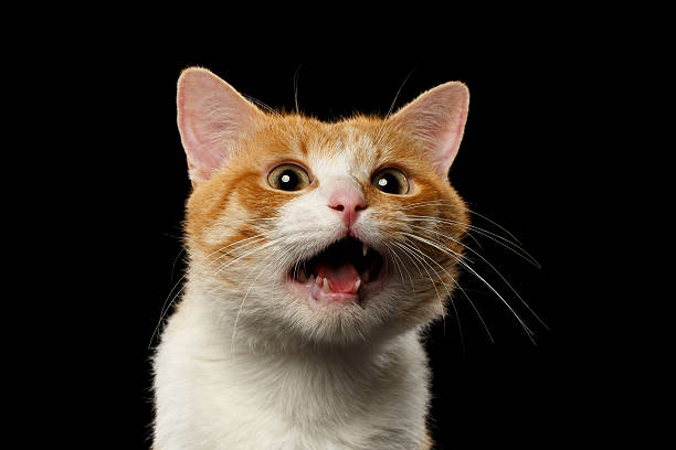 istock Closeup Surprised Ginger Cat with opened Mouth on Black 483179784