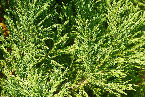 Japanese Cypress A Japanese cypress (Chamaecyparis obtusa). Nichinan. Miyazaki Prefecture. Japan. cryptomeria japonica stock pictures, royalty-free photos & images