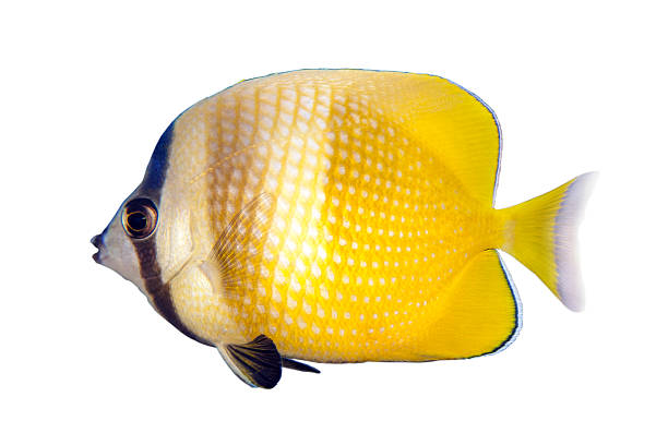 istock Tropical sea fish - Chaetodon kleini_Sunburst butterflyfish 483183696