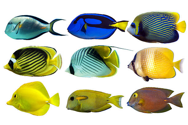 istock Set of sea - reef fish on white background 483183700