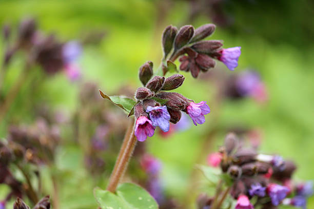 istock Close up image of pulmonaria (lungwort) flower in the spring 483183737