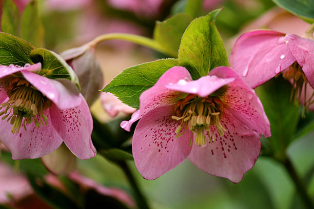 nahaufnahme bild von rosa nieswurz blumen im frühling - flower head annual beauty close up stock-fotos und bilder