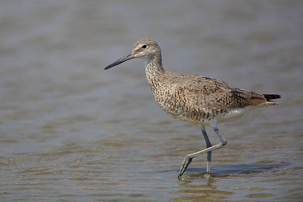 istock Willet Wading in Shallow Water 483184022