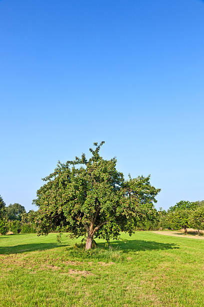 istock apple trees in summer at the meadow 483184379