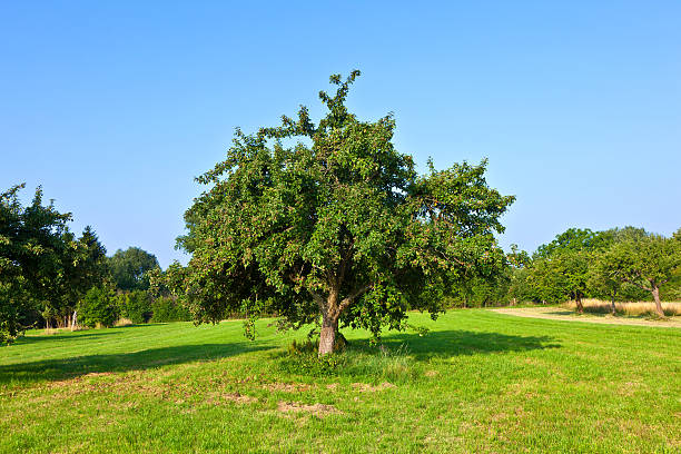 istock apple trees in summer at the meadow 483184393