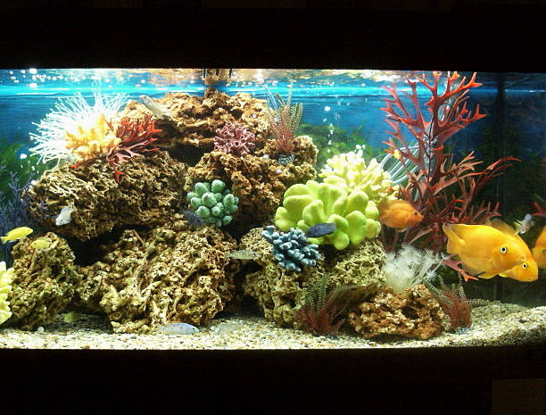 istock Image of marine effect tropical aquarium with parrot cichlid fish 483184505