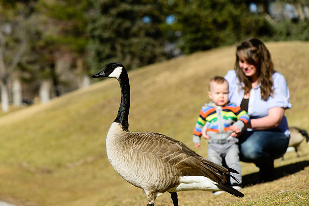 Mother and Son seeing Geese at the Park