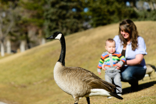 Baby and mom looking at geese at the park