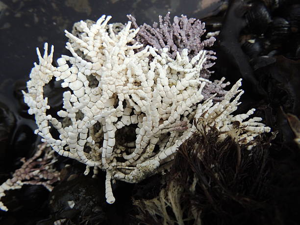 Articulated Coralline Algae White skeletal like articulated coralline algae at Fitzgerald Marine Reserve. coralline red algae photos stock pictures, royalty-free photos & images