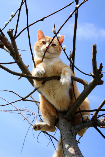 Ginger cat sitting on a willow. Spring.