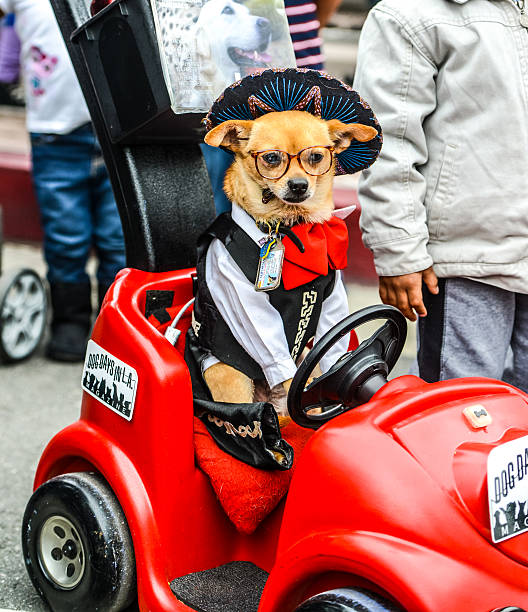 chihuahua na sobie kostium meksyku w samochód zbawka - mexican american zdjęcia i obrazy z banku zdjęć