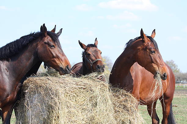 troupeau de chevaux se restaurer et se reposer - livestock horse bay animal photos et images de collection