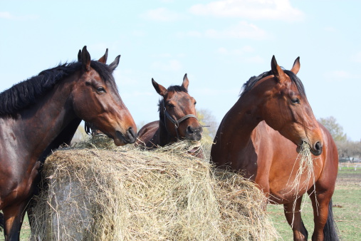 istock Horse herd eating hay 483185809
