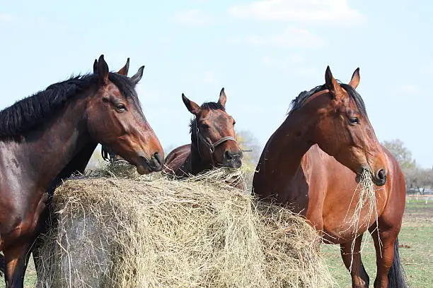 Horse herd eating dry hay