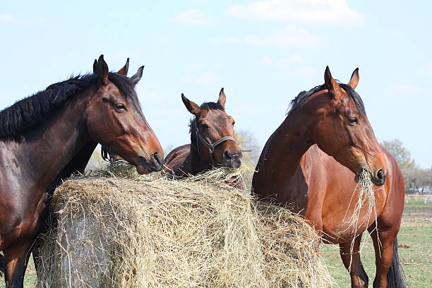 стадо лошади едят сено - livestock horse bay animal стоковые фото и изображения