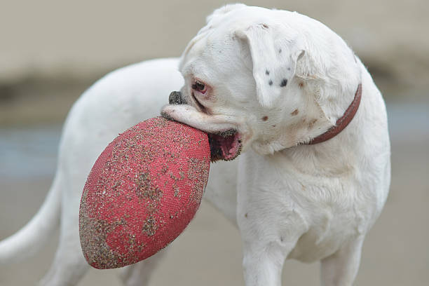 istock Padigree dog with red ball 483186538