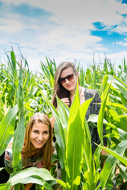 istock Two young girls hiding in a green cornfield 483186804