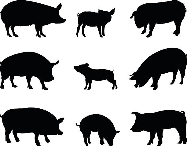 돼지 실루엣 - pig silhouette animal livestock stock illustrations