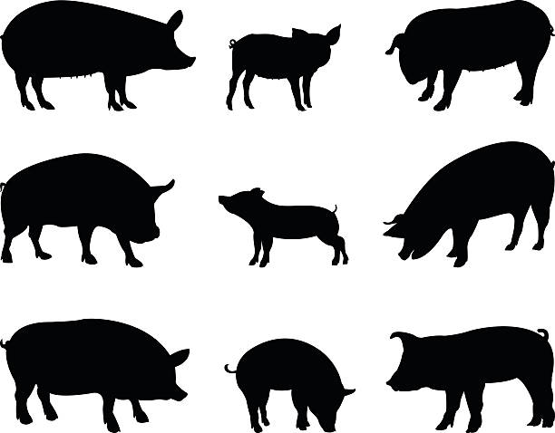 pigs silhouette vector file of pigs silhouette pig silhouettes stock illustrations