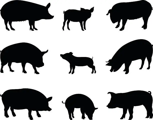 Vector illustration of pigs silhouette