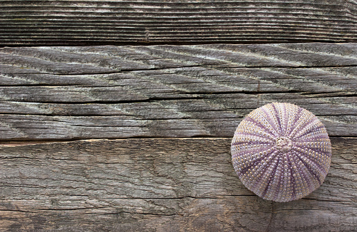 Sea urchin skeleton on old wooden background