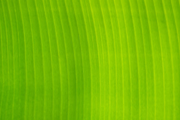 istock Beautiful banana leaves as background 483187610