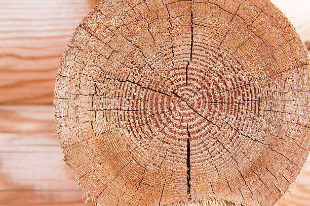 wall. sectioned log. textura de madera, patrón - sectioned fotografías e imágenes de stock