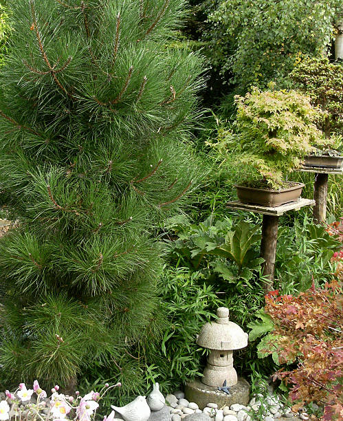 istock Close-up image of a pine in a garden 483188287