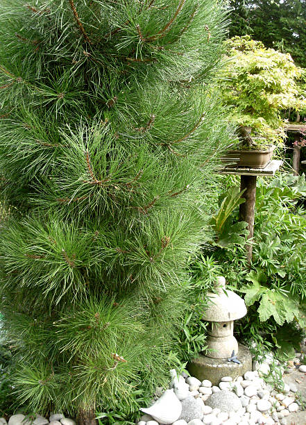 istock Close-up image of a pine in a garden 483188387