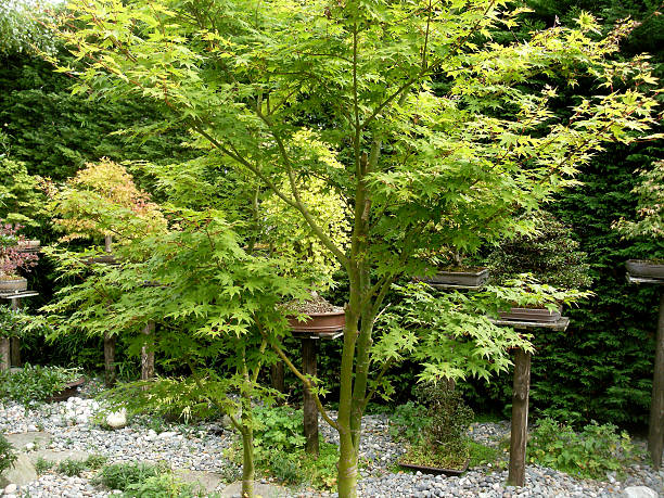 istock Close-up image of Japanese Maple (Acer Palmatum) in a garden 483188515