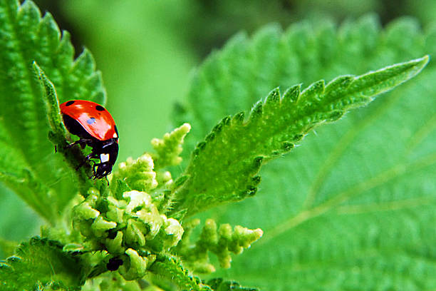 Coccinelle - Photo