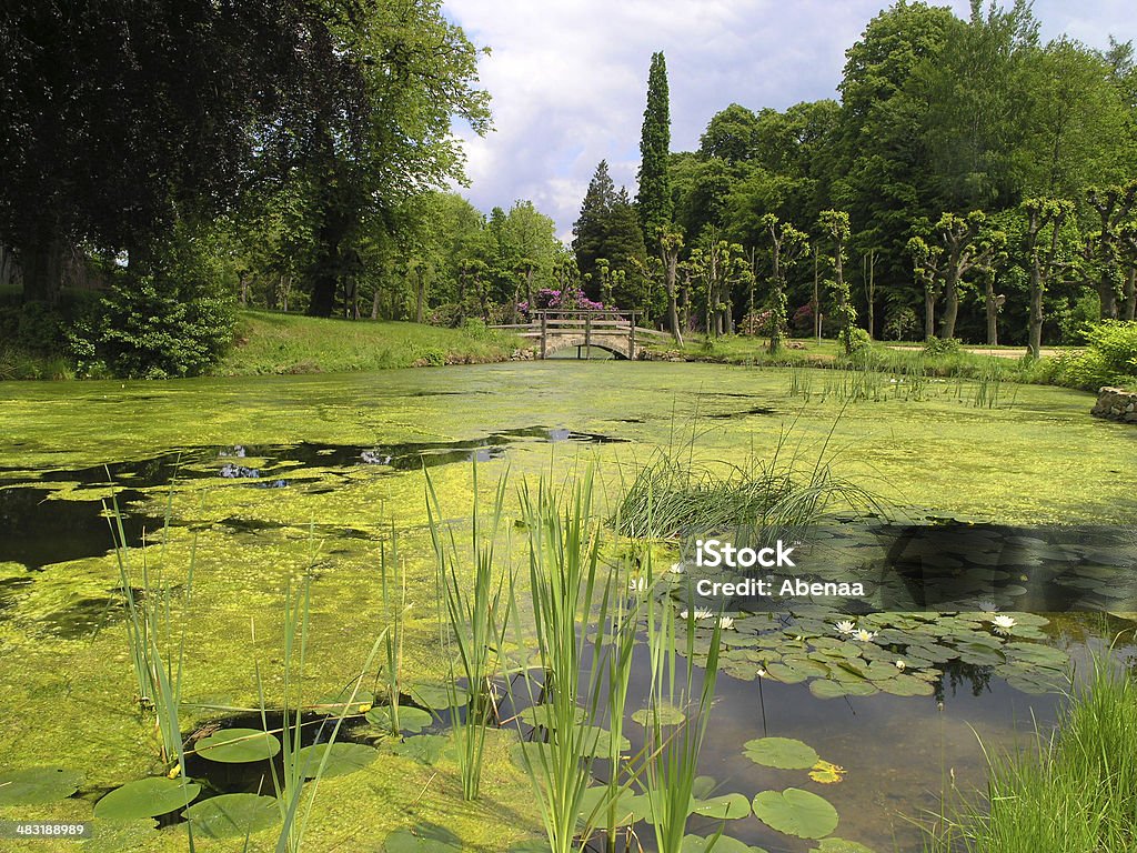 Park - Photo de Algue libre de droits