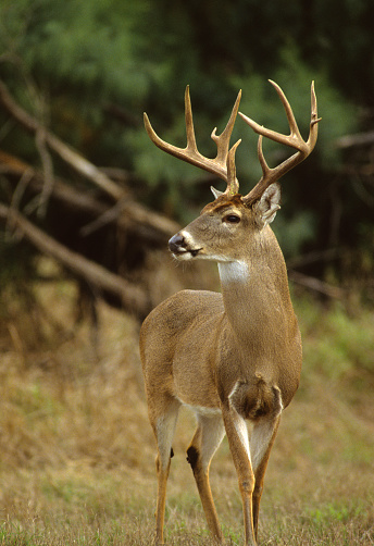 A white-tailed buck standing in a field.  The deer is standing in a field, with the landscape out of focus behind it.  The buck is looking to the left of the image, making its profile visible.  The deer is a light tan, and it has a large rack.