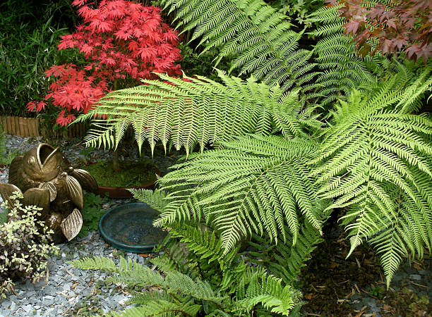 Image of a Tree Fern (Dicksonia) and Japanese maple
