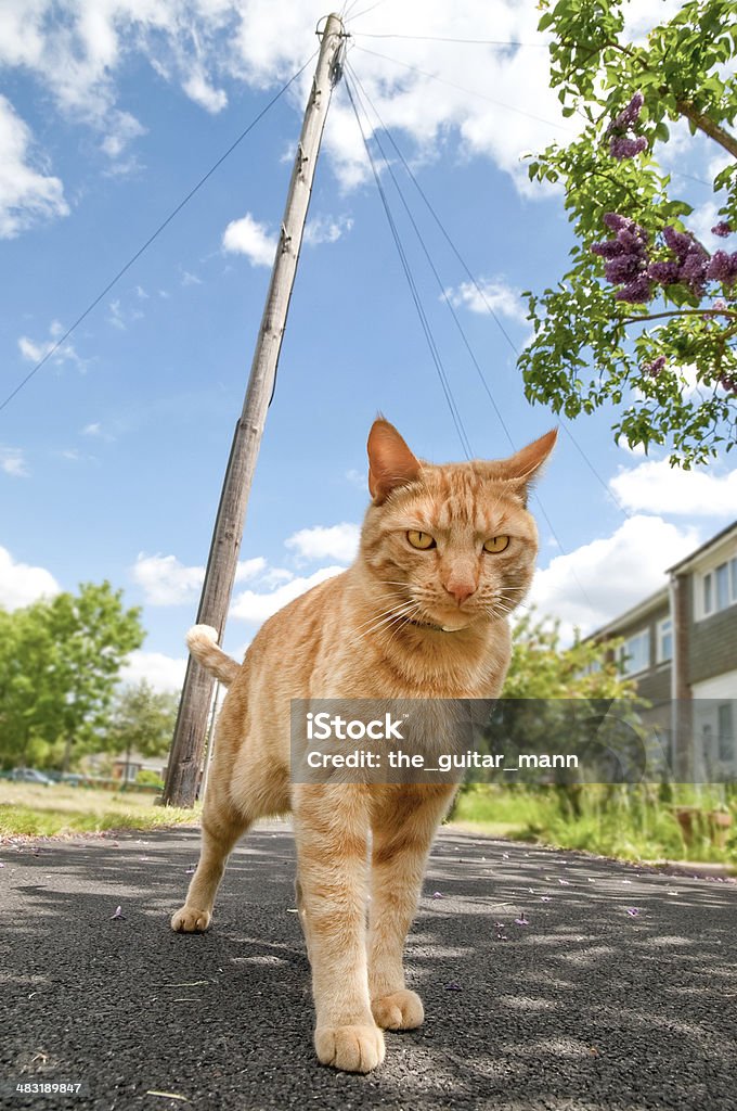 alley cat Urban alley cat defending his territory. Animal Stock Photo